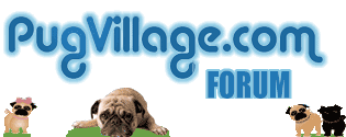 PugVillage.com Pug Forums