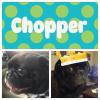 Andrea- Mommy to Chopper- 5 year old black male pug