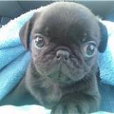 young pugs for adoption