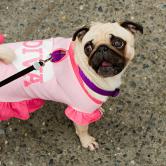 best female pug names