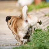 How to train your pug to pee sales outside