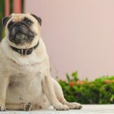 Exercise Tips for Helping an Overweight Pug Lose Weight